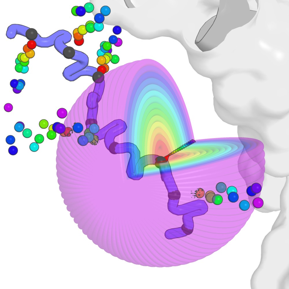 A peptide backbone threaded through the spherical atom-density shell AtomWeaver samples in, held against a target surface